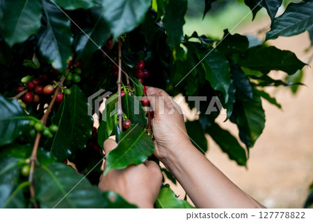 Farmer concept hand harvest ripe coffee seed robusta arabica berry close up fresh green leaf bean picking orange crop red yellow berries raw plant tree farm growth blur background eco organic garden Farmer concept hand harvest ripe coffee seed robusta arabica berry close up fresh green leaf bean picking orange crop red yellow berries raw plant tree farm growth blur background eco organic garden 127778822