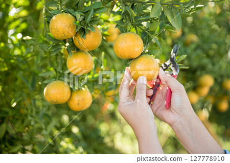 Business farm ripe orange concept farmer hand pick nature fruit citrus orchard mandarin tree growing organic lush leaves background green vibrant garden crop leaf laden branches plant close up growth Business farm ripe orange concept farmer hand pick nature fruit citrus orchard mandarin tree growing organic lush leaves background green vibrant garden crop leaf laden branches plant close up growth 127778910
