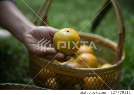 Business farm ripe orange concept farmer hand pick nature fruit citrus orchard mandarin tree growing organic lush leaves background green vibrant garden crop leaf laden branches plant close up growth 127779111
