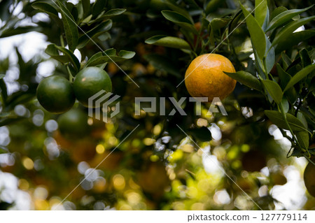 Business farm orange concept nature fruit citrus orchard mandarin tree growing, vibrant organic lush leaves background farmer green garden crop leaf ripe laden branches plant close up farming growth. 127779114