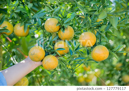 Business farm ripe orange concept farmer hand pick nature fruit citrus orchard mandarin tree growing organic lush leaves background green vibrant garden crop leaf laden branches plant close up growth 127779117