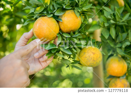 Business farm ripe orange concept farmer hand pick nature fruit citrus orchard mandarin tree growing organic lush leaves background green vibrant garden crop leaf laden branches plant close up growth 127779118