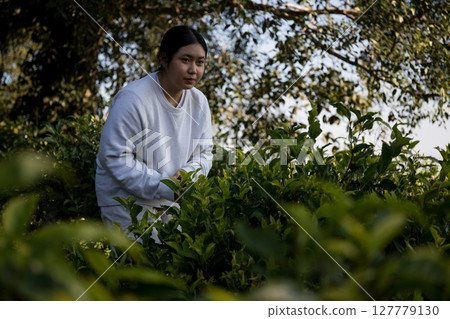 Business concept centers around fresh green tea reap background leaves organic farm with banner lush garden healthy plant tree leaves eco herbal farmer blur leaf plantation Freshness herbal natural Business concept centers around fresh green tea reap background leaves organic farm with banner lush garden healthy plant tree leaves eco herbal farmer blur leaf plantation Freshness herbal natural 127779130