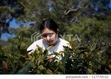 Business concept centers around fresh green tea reap background leaves organic farm with banner lush garden healthy plant tree leaves eco herbal farmer blur leaf plantation Freshness herbal natural Business concept centers around fresh green tea reap background leaves organic farm with banner lush garden healthy plant tree leaves eco herbal farmer blur leaf plantation Freshness herbal natural 127779132