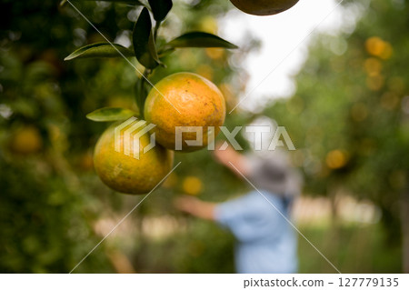 Business farm ripe orange concept farmer hand pick nature fruit citrus orchard mandarin tree growing organic lush leaves background green vibrant garden crop leaf laden branches plant close up growth 127779135