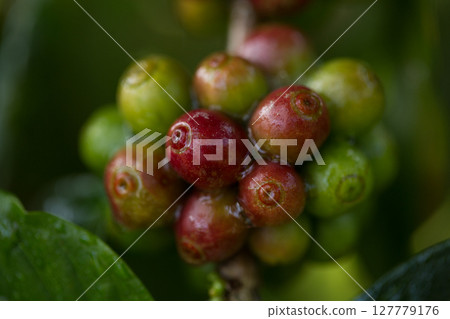 Farmer concept harvest fruit ripe coffee seed robusta arabica berry close up fresh green leaf bean picking orange crop red yellow berries raw plant tree farm growth blur background eco organic garden 127779176