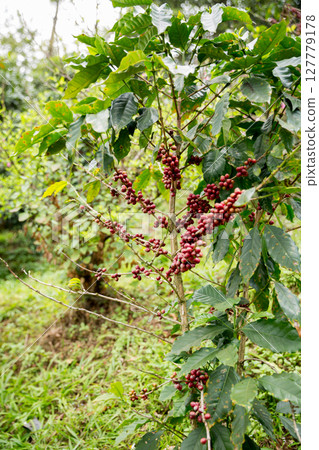 Farmer concept harvest fruit ripe coffee seed robusta arabica berry close up fresh green leaf bean picking orange crop red yellow berries raw plant tree farm growth blur background eco organic garden Farmer concept harvest fruit ripe coffee seed robusta arabica berry close up fresh green leaf bean picking orange crop red yellow berries raw plant tree farm growth blur background eco organic garden 127779178
