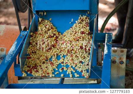 Smart farming techniques machinery roast apparatus coffee bean dry sunlight tool sunbeam sunray sunshine fresh garden produce agriculture promotes farmer concept close up plant farm blur background Smart farming techniques machinery roast apparatus coffee bean dry sunlight tool sunbeam sunray sunshine fresh garden produce agriculture promotes farmer concept close up plant farm blur background 127779183