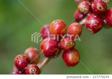 Farmer concept harvest fruit ripe coffee seed robusta arabica berry close up fresh green leaf bean picking orange crop red yellow berries raw plant tree farm growth blur background eco organic garden Farmer concept harvest fruit ripe coffee seed robusta arabica berry close up fresh green leaf bean picking orange crop red yellow berries raw plant tree farm growth blur background eco organic garden 127779245