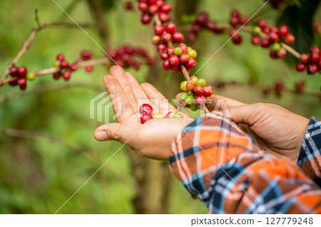 Farmer concept harvest hand ripe coffee seed robusta arabica berry close up fresh green leaf bean picking orange crop red yellow berries raw plant tree farm growth blur background eco organic garden 127779248
