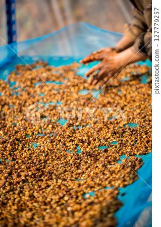 Close up smart farmer techniques hand coffee bean machinery roast apparatus dry sunlight tool sunbeam sunray sunshine fresh garden produce agriculture promotes farmer concept farm blur background Close up smart farmer techniques hand coffee bean machinery roast apparatus dry sunlight tool sunbeam sunray sunshine fresh garden produce agriculture promotes farmer concept farm blur background 127779257