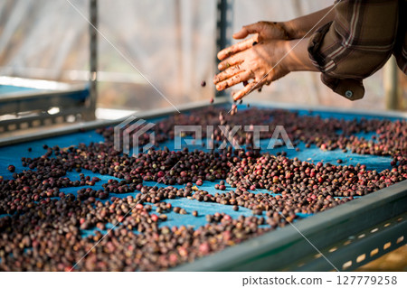 Close up smart farmer techniques hand coffee bean machinery roast apparatus dry sunlight tool sunbeam sunray sunshine fresh garden produce agriculture promotes farmer concept farm blur background Close up smart farmer techniques hand coffee bean machinery roast apparatus dry sunlight tool sunbeam sunray sunshine fresh garden produce agriculture promotes farmer concept farm blur background 127779258