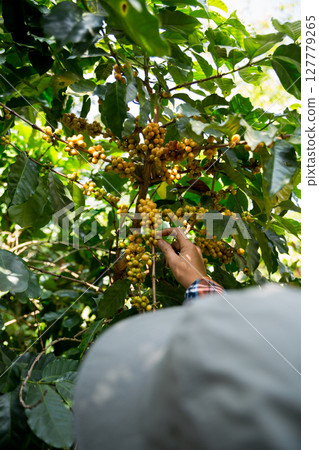 Farmer concept harvest hand ripe coffee seed robusta arabica berry close up fresh green leaf bean picking orange crop red yellow berries raw plant tree farm growth blur background eco organic garden Farmer concept harvest hand ripe coffee seed robusta arabica berry close up fresh green leaf bean picking orange crop red yellow berries raw plant tree farm growth blur background eco organic garden 127779265