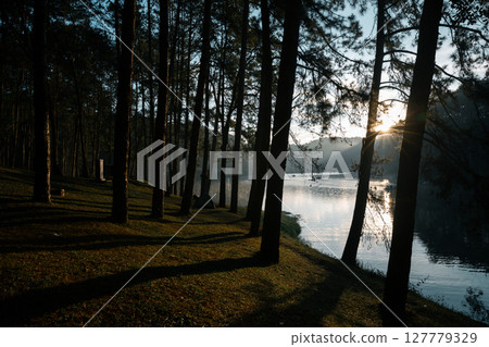 Concept vacation blur background peaceful pine forest scenic woodland nature outdoor Sunlight close up tree fog cold winter morning orange brown green mountain cloud sky enhances tourism camping comes 127779329