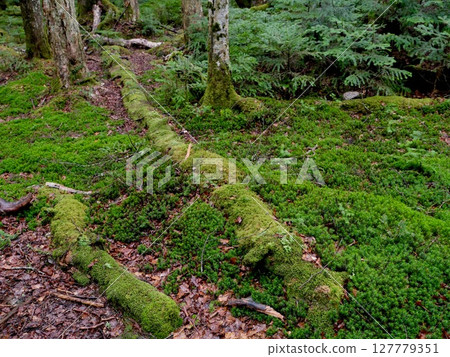 Rainy Shirakome Forest 127779351