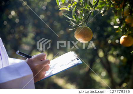 Business farm ripe orange concept farmer hand pick nature fruit citrus orchard mandarin tree growing organic lush leaves background green vibrant garden crop leaf laden branches plant close up growth Business farm ripe orange concept farmer hand pick nature fruit citrus orchard mandarin tree growing organic lush leaves background green vibrant garden crop leaf laden branches plant close up growth 127779386