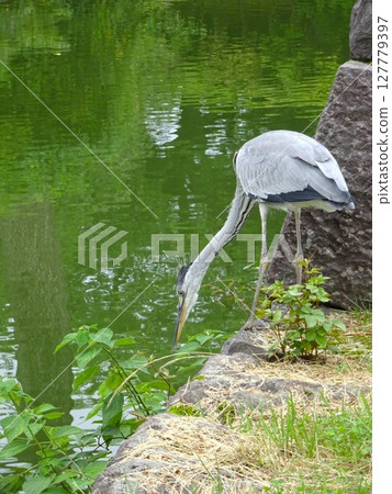 休息它的翼的灰色蒼鷺 休息它的翼的灰色蒼鷺 127779397