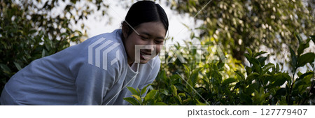 Business concept centers around fresh green tea reap background leaves organic farm with banner lush garden healthy plant tree leaves eco herbal farmer blur leaf plantation Freshness herbal natural 127779407