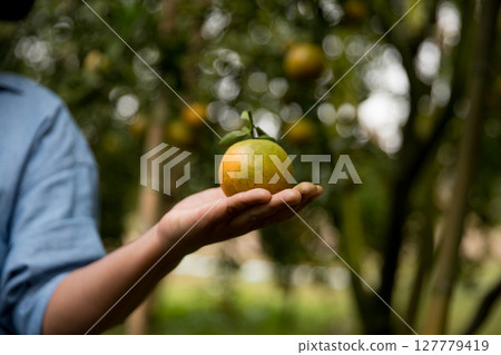 Business farm ripe orange concept farmer hand pick nature fruit citrus orchard mandarin tree growing organic lush leaves background green vibrant garden crop leaf laden branches plant close up growth 127779419