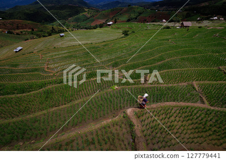 landscape of Rice terrace at Ban pa bong piang in Chiang mai Thailand landscape of Rice terrace at Ban pa bong piang in Chiang mai Thailand 127779441