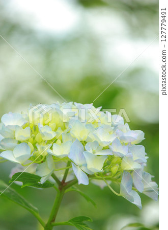 藍色繡球花 127779491