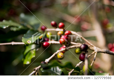 Farmer concept harvest ripe coffee seed robusta arabica berry close up fresh green leaf bean picking orange crop red yellow berries raw plant tree smart farm growth blur background eco organic garden 127779560