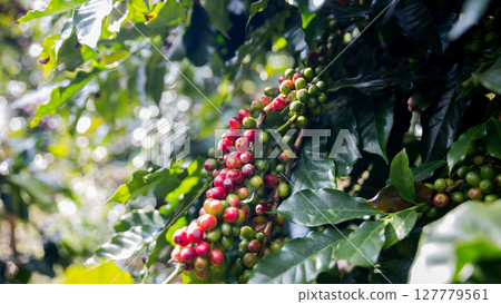 Farmer concept harvest ripe coffee seed robusta arabica berry close up fresh green leaf bean picking orange crop red yellow berries raw plant tree smart farm growth blur background eco organic garden Farmer concept harvest ripe coffee seed robusta arabica berry close up fresh green leaf bean picking orange crop red yellow berries raw plant tree smart farm growth blur background eco organic garden 127779561