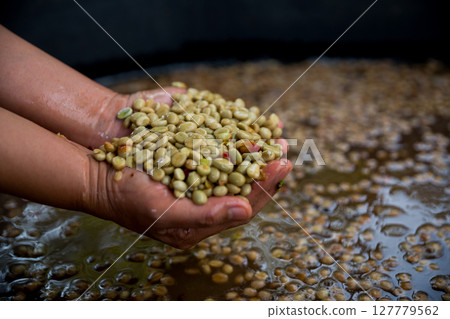Farmer concept hand harvest ripe coffee seed robusta arabica berry close up fresh green leaf bean picking orange crop red yellow berries raw plant tree farm growth blur background eco organic garden 127779562