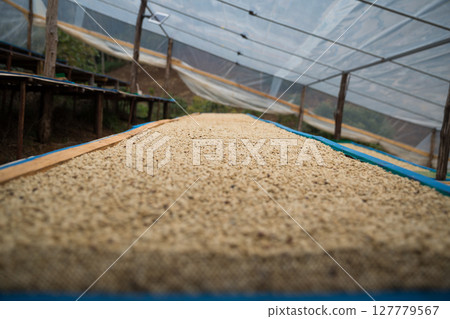 Farmer concept harvest ripe coffee seed robusta arabica berry close up fresh green leaf bean picking orange crop red yellow berries raw plant tree smart farm growth blur background eco organic garden 127779567