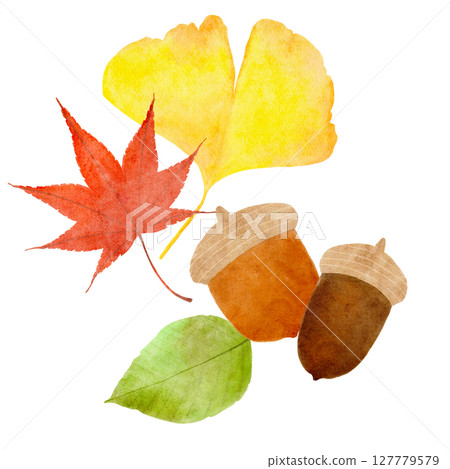 Acorns, ginkgo, maple leaves, autumn illustration 127779579