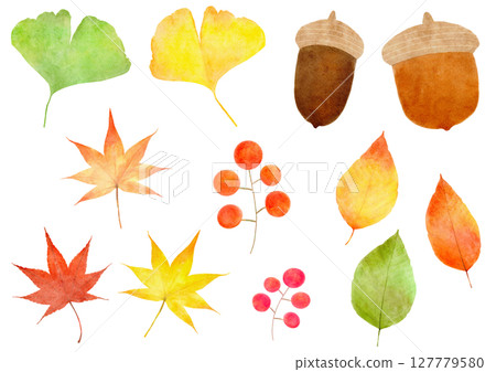 Acorns, ginkgo, maple leaves, autumn illustration 127779580