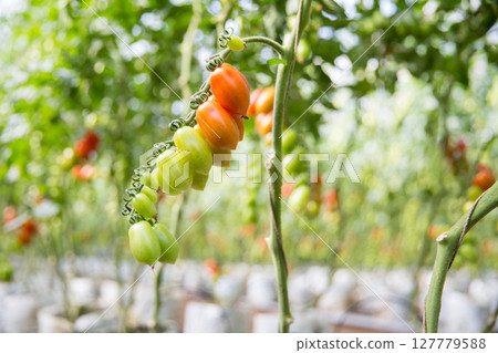 Smart farming techniques hydroponic salad vegetables technology tomato red green ensuring fresh sustainable produce agriculture promotes healthy eating support farmer living local community non gmo Smart farming techniques hydroponic salad vegetables technology tomato red green ensuring fresh sustainable produce agriculture promotes healthy eating support farmer living local community non gmo 127779588