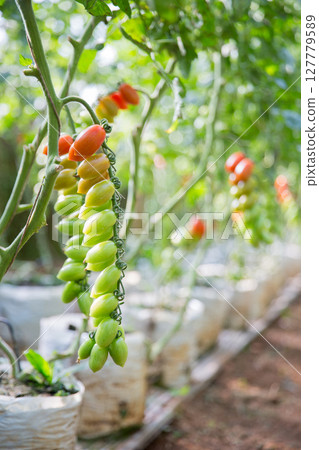 Smart farming techniques hydroponic salad vegetables technology tomato red green ensuring fresh sustainable produce agriculture promotes healthy eating support farmer living local community non gmo 127779589
