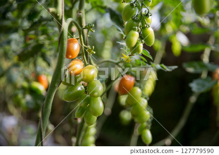 Smart farming techniques hydroponic salad vegetables technology tomato red green ensuring fresh sustainable produce agriculture promotes healthy eating support farmer living local community non gmo 127779590