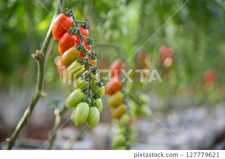 Smart farming techniques hydroponic salad vegetables technology tomato red green ensuring fresh sustainable produce agriculture promotes healthy eating support farmer living local community non gmo 127779621