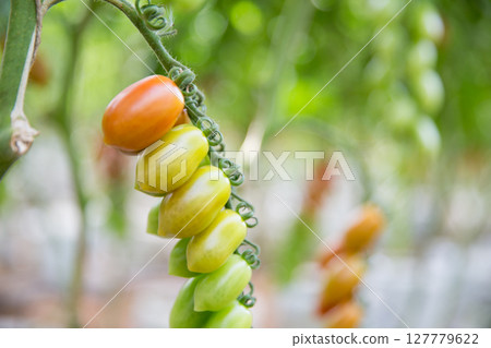Smart farming techniques hydroponic salad vegetables technology tomato red green ensuring fresh sustainable produce agriculture promotes healthy eating support farmer living local community non gmo 127779622