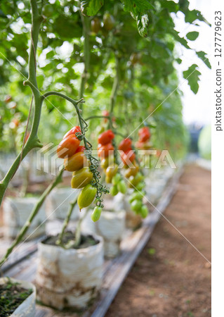 Smart farming techniques hydroponic salad vegetables technology tomato red green ensuring fresh sustainable produce agriculture promotes healthy eating support farmer living local community non gmo 127779623