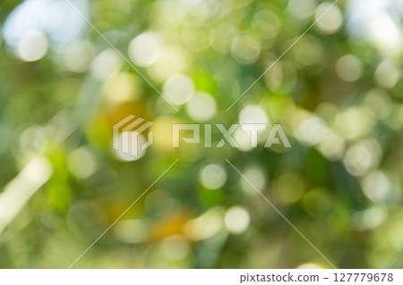 Business concept nature revolves around citrus orchard orange tree are growing, vibrant fruit organic lush leaves creating stunning background, green blur garden of thriving crop ripe laden branches 127779678