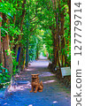 Bise Fukugi Tree Line（沖繩） Shisa 127779714