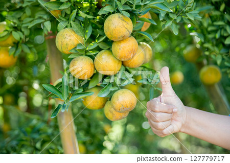 Business farm ripe orange concept farmer hand pick nature fruit citrus orchard mandarin tree growing organic lush leaves background green vibrant garden crop leaf laden branches plant close up growth 127779717