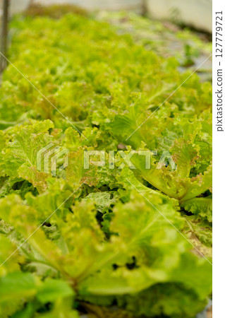 Smart farming techniques hydroponic salad vegetables red oak green lettuce ensuring fresh sustainable produce fresh produce sustainable agriculture promotes healthy eating support local community. 127779721