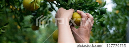 Business farm ripe orange concept farmer hand pick nature fruit citrus orchard mandarin tree growing organic lush leaves background green vibrant garden crop leaf laden branches plant close up growth 127779735