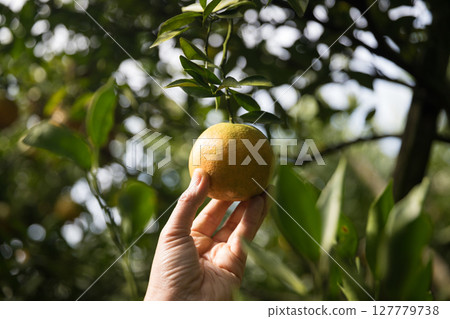 Business farm ripe orange concept farmer hand pick nature fruit citrus orchard mandarin tree growing organic lush leaves background green vibrant garden crop leaf laden branches plant close up growth Business farm ripe orange concept farmer hand pick nature fruit citrus orchard mandarin tree growing organic lush leaves background green vibrant garden crop leaf laden branches plant close up growth 127779738