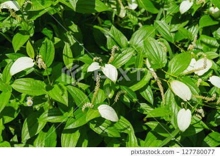 Half-summer student, Saururus chinensis 127780077