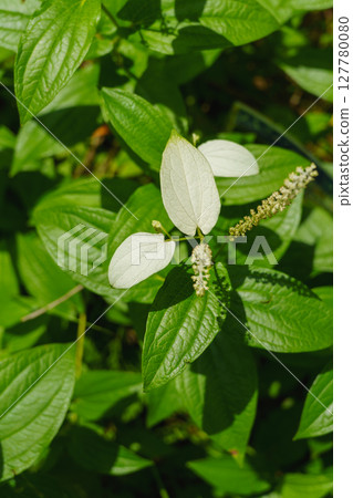 Half-summer student, Saururus chinensis 127780080
