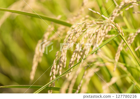 Closeup of rice wheat 127780216