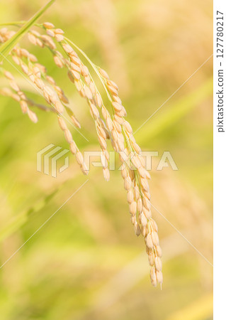 米麥子特寫鏡頭 127780217