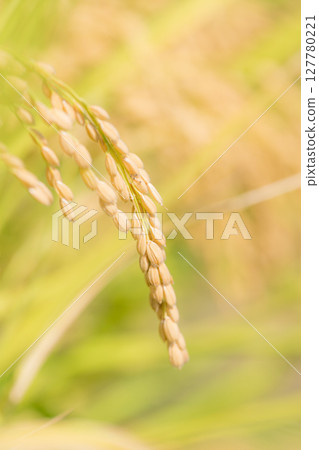 Closeup of rice wheat Closeup of rice wheat 127780221