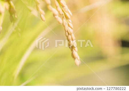 Closeup of rice wheat Closeup of rice wheat 127780222