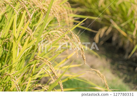Rice field 127780331